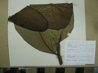 Herbarium sample